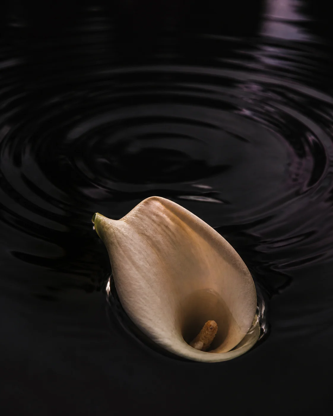 Calla lily floating in dark rippling water